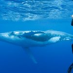 Tonga Whale Swimming Tour