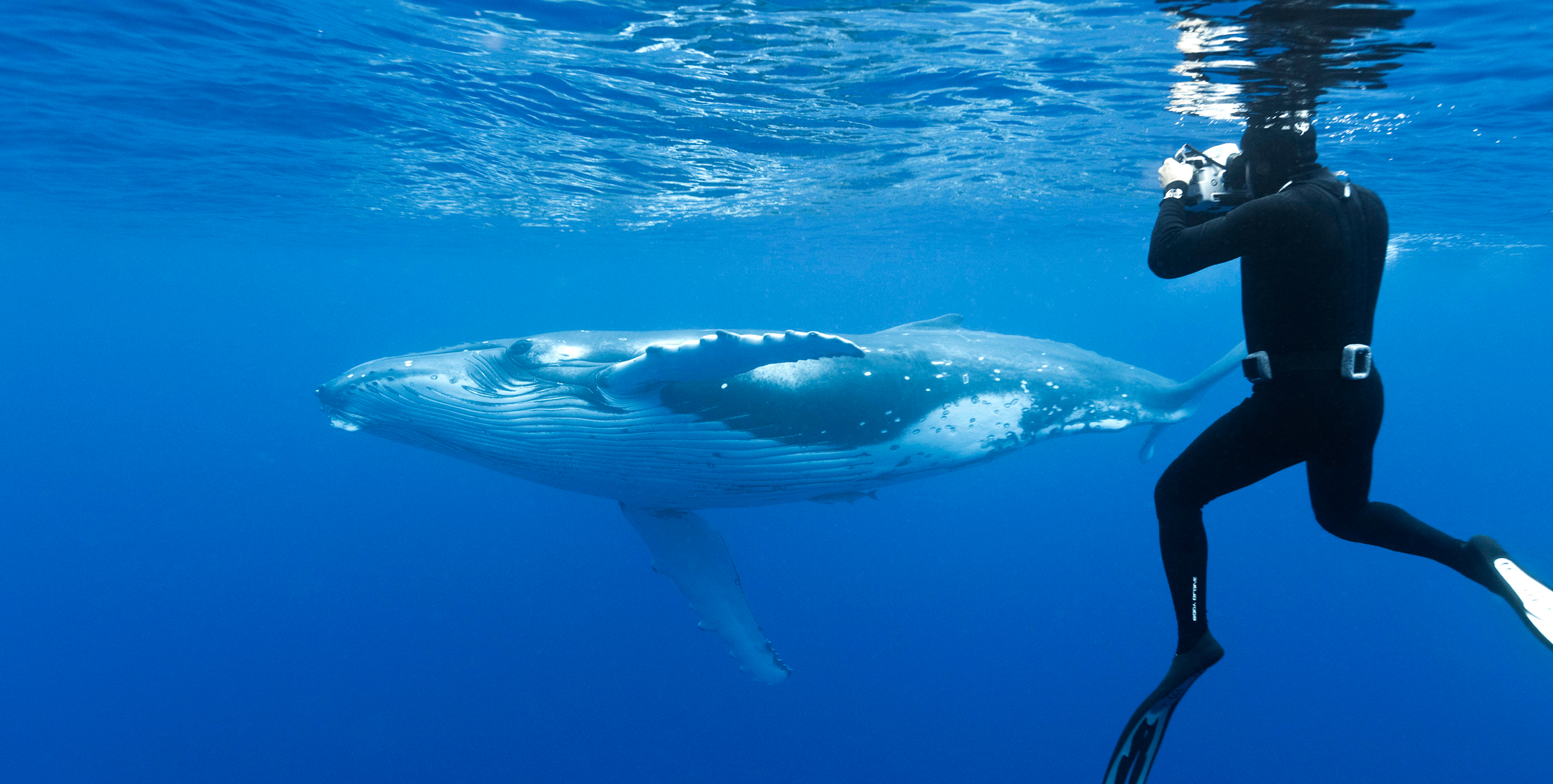 Tonga Whale Swimming Tour
