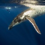 Whale Watching and Swimming Tour in Tonga
