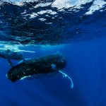 Whale Swimming Tour in Tonga