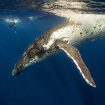 Whale Watching Tour in Tonga