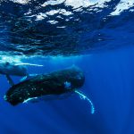 Whale Swimming Tour in Tonga