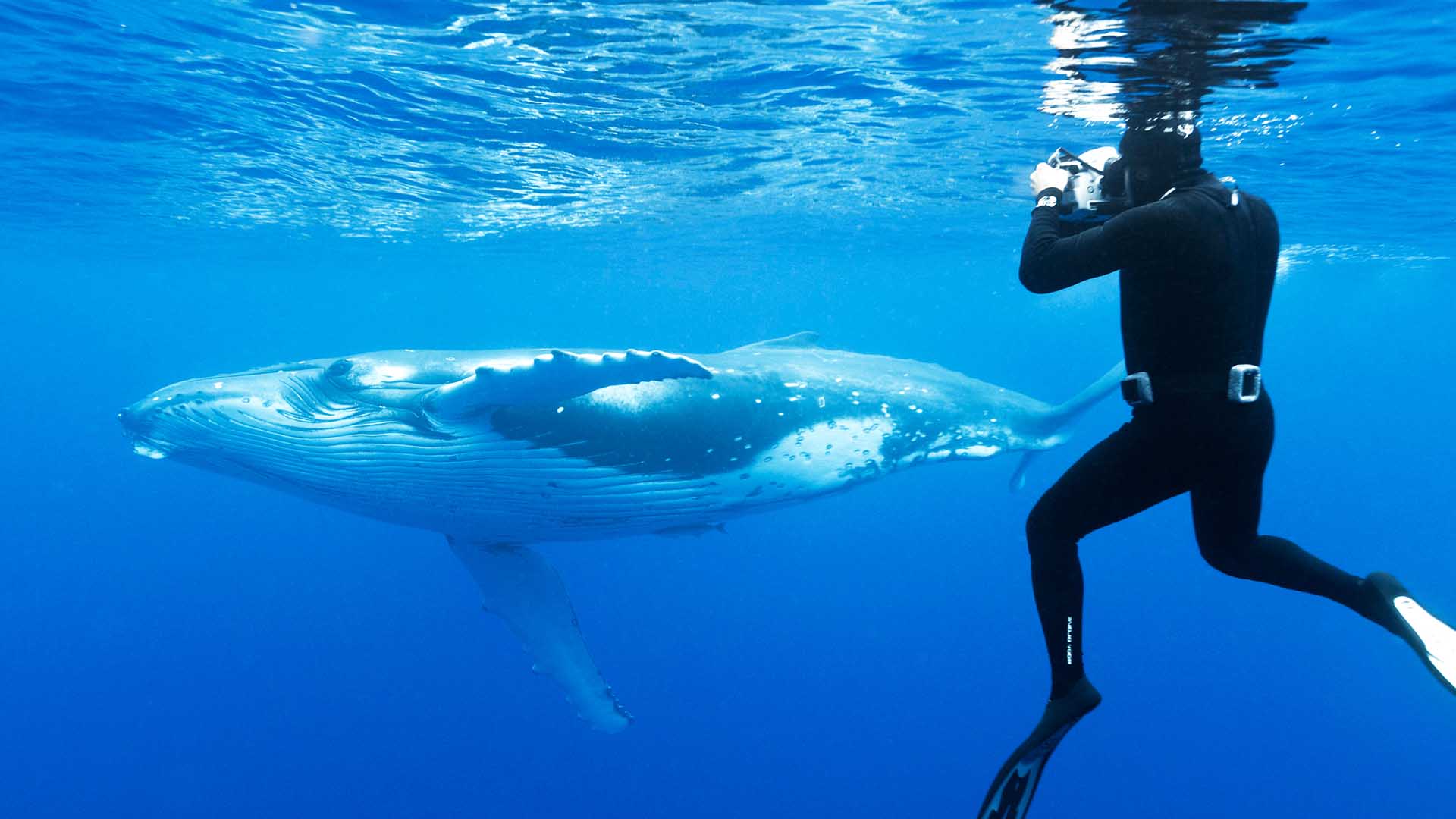 Whale Swimming Tonga